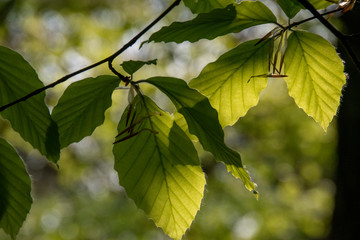 the glowing leaves
on wales