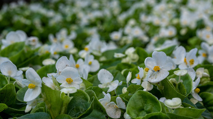 Nursery of white little flowers