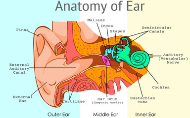 Ear anatomy, parts. Structure of outer, middle inner ear diagram. Eardrum, semicircular, bones, ossicles, and malleus incus stapes, tympanic cavity. Pieces light background. Draw Illustration Vector.