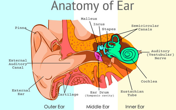 Draw the diagram showing the internal structure of the human ear and label  the following parts Malleus Auditory nerve