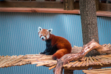 Red panda walking across a bridge in an enclosure