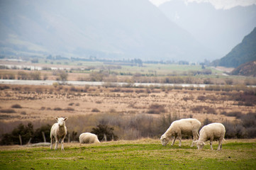 Fototapeta premium Sheep grazing on a farm near Queenstown