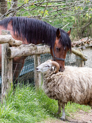 Caballo y carnero