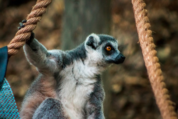 Ring tailed lemur sitting in an enclosure  at the John Ball Zoo in Grand Rapids Michigan