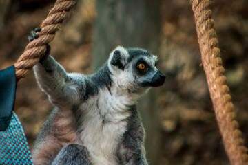 Ring tailed lemur sitting in an enclosure  at the John Ball Zoo