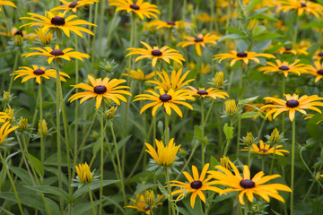 Coneflower blooming in a garden