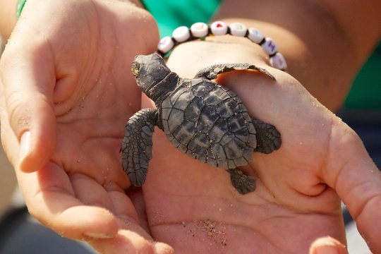 Cropped Image Of Woman Holding Sea Turtle