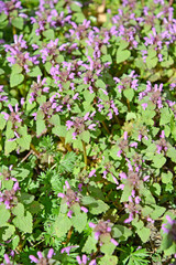 Obraz na płótnie Canvas Blooming purple nettle (red nettle) (Lamium purpureum L.). Background