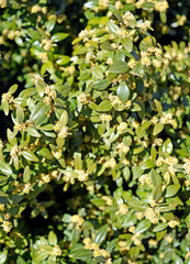 Samshite flower evergreen (Buxus sempervire