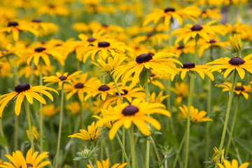 Coneflower blooming in a garden