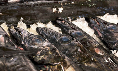 Fresh sish in a fish market