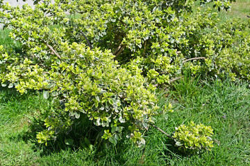 Fototapeta na wymiar The birch is Japanese (Euonymus japonicus Thunb.). General view