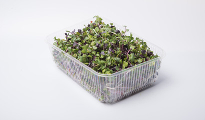 The microgreen in plastic trays for planting young plants. Microgreen are young vegetable green or...