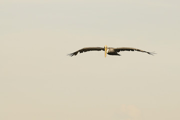 pelican flying head-on
