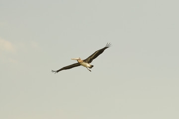 pelican in flight
