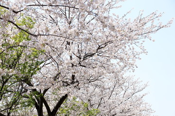 桜 (ソメイヨシノ)