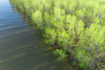 flooded forest during the flood period, photographed from a drone