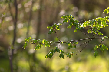 A twig of a deciduous tree with young lush green leaves in a beautiful backlight. Very nice.