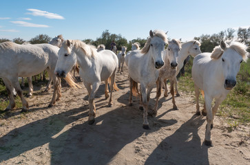 A herd of mare of white horses of Camargue are playing in the pond