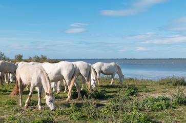 Naklejka na ściany i meble A herd of mare of white horses of Camargue are playing in the pond