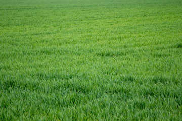 green young wheat plants as background
