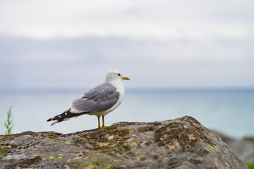 Seagull on sea fjord shore