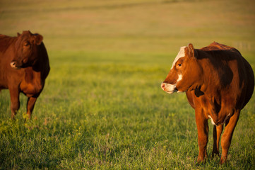 brown and white beef cow in pasture on cattle ranch in montana USA