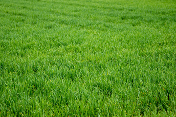 green young wheat plants as background