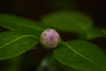 Blossoms of pink camellia , bud of Camellia japonica in garden