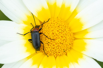 Insecto em margarida