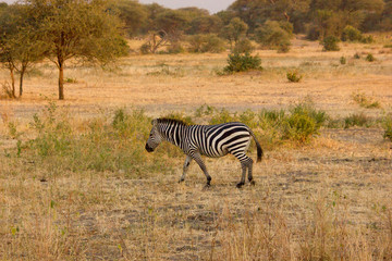 Obraz premium Zebra walking around in the dry african savannah