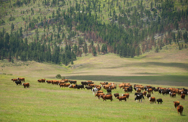 herd of beef cattle on green pasture in meadow on beef cow ranch in rural Montana USA cow farm 