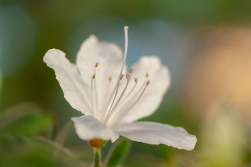 Closeup single beautiful white flower or Rhododendron