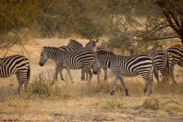 Fototapeta na wymiar Zebras walking around in an african steppe