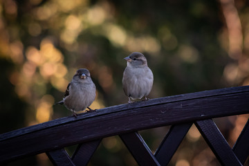 Two sparrows on the brown fence, bokeh background. Sparrows in the garden. - obrazy, fototapety, plakaty