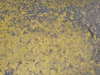 Dark material covered with yellow-green moss.