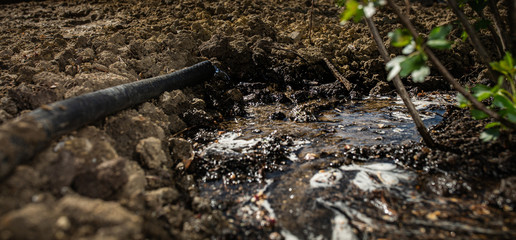 Watering garden in spring.