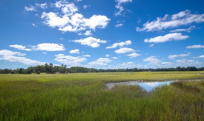 Marshlands in the south