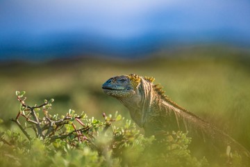 Land iguana 