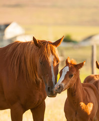 Chestnut mare and foal nuzzling together mother and baby horse quarter horse mare and foal 