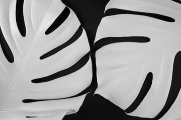 Two big white monstera leaves on black paper background © mykolastock