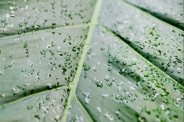 Rain water droplets on green tropical leaf macro. Abstract green plant background. 