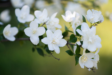 Beautiful blooming jasmine branch with white flowers. Natural background with jasmine flowers on a bush. Beauty of jasmine blossoms.Close up of jasmine in a garden. Floral botanical background. 