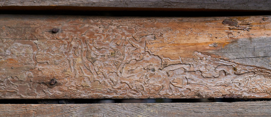 Fragment of a wooden building. Close up. Boards damaged by bark beetles covered with patterns of their passages