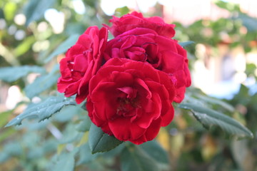 red rose in garden