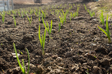 Planting sprouts in the soil in the village garden. Green onion sprouts in a row grow from the ground in the sun.