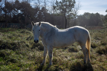 Fototapeta premium biały koń w polu