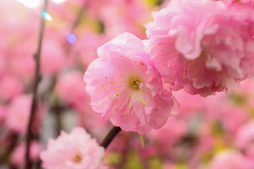SPRING COLLECTION OF FLOWERS CLOSEUP