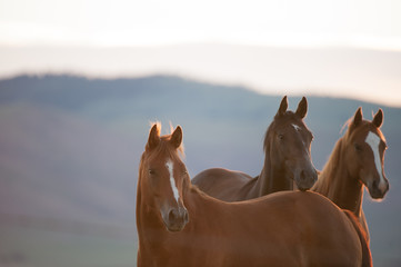 three horses looking one bay horse star on face and two chestnut horses with white blaze facial...