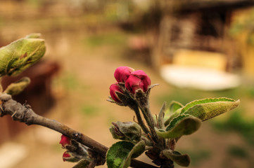 SPRING COLLECTION OF FLOWERS CLOSEUP